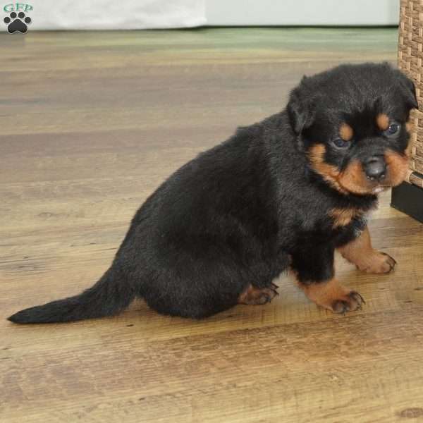 Brutus, Rottweiler Puppy